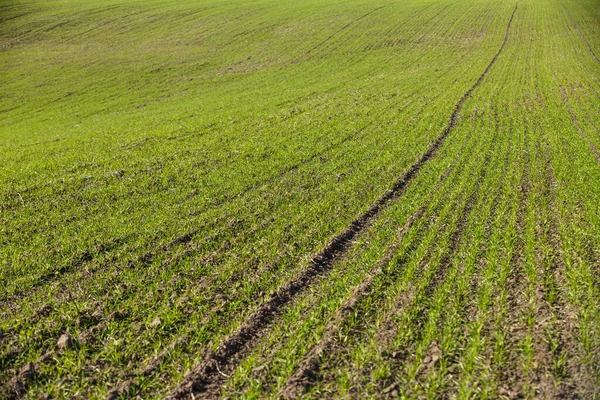 Spruiten Wintertarwe Ontsproten Een Eindeloos Veld Gladde Lichtgroene Rijen Close — Stockfoto