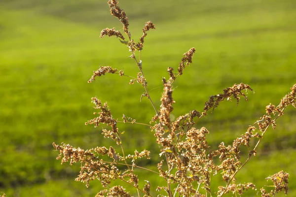 Paisaje Verde Brotes Trigo Invierno Germinados Campo Sin Fin Suaves —  Fotos de Stock