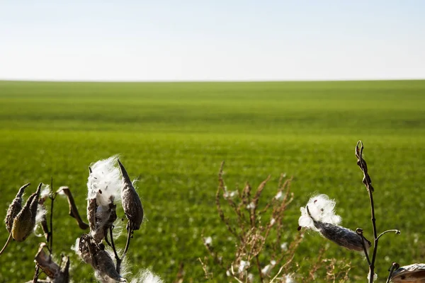 Paesaggio Verde Germogli Grano Invernale Germogliato Campo Infinito Lisce File Immagine Stock