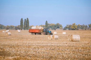 Harika sonbahar çiftçilerinin tarlalarında hasattan sonra saman yığınları ve altın olgunlaşan buğday tarlalarıyla hasat.