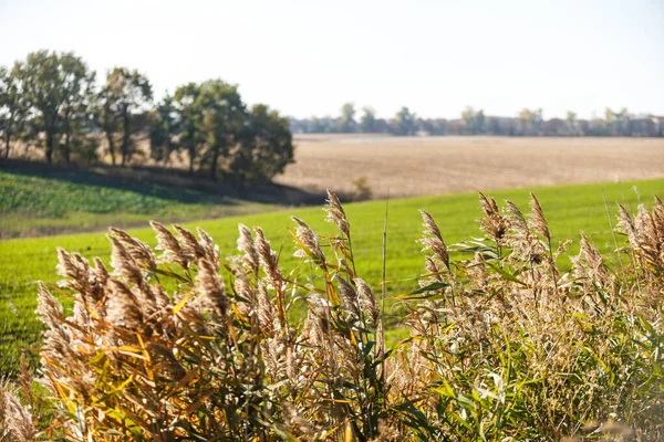 Groen Veld Landschap Spruiten Wintertarwe Ontsproten Een Eindeloos Veld Gladde — Stockfoto