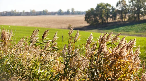 Landschaft Auf Der Grünen Wiese Sprossen Des Winterweizens Sprießen Einem — Stockfoto