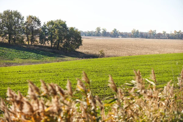 Groen Veld Landschap Spruiten Wintertarwe Ontsproten Een Eindeloos Veld Gladde — Stockfoto