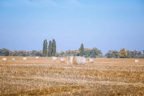 Harika Sonbahar Çiftçilerinin Tarlalarında Hasattan Sonra Saman Yığınları Altın Olgunlaşan — Stok fotoğraf
