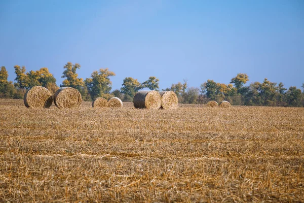 Recolección Fianzas Heno Maravilloso Paisaje Campo Agricultores Otoño Con Montones — Foto de Stock