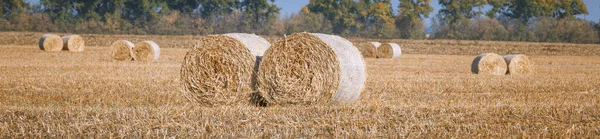 Recolección Fianzas Heno Maravilloso Paisaje Campo Agricultores Otoño Con Montones — Foto de Stock