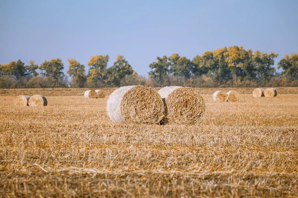 Recolección Fianzas Heno Maravilloso Paisaje Campo Agricultores Otoño Con Montones — Foto de Stock