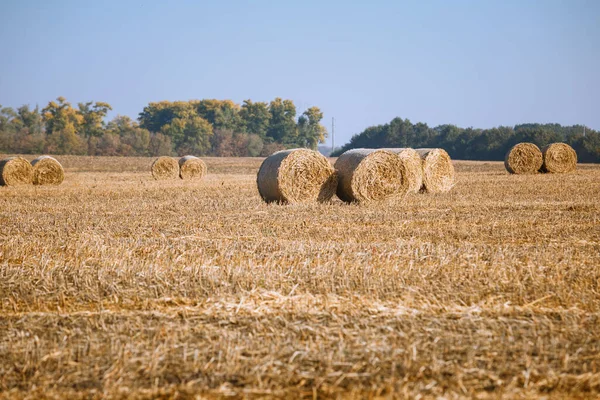 Recolección Fianzas Heno Maravilloso Paisaje Campo Agricultores Otoño Con Montones — Foto de Stock