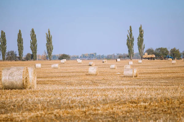 Heuernte Herrlicher Herbstlicher Feldlandschaft Mit Heustapeln Nach Der Ernte Und — Stockfoto