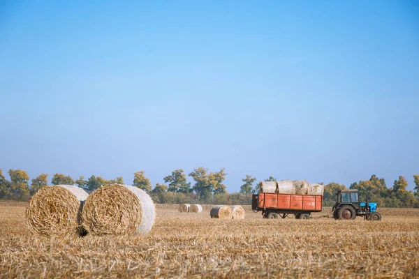 곡식을 황금빛으로 밀밭에 더미를 아름다운 농부들 밭에서 추수를 — 스톡 사진
