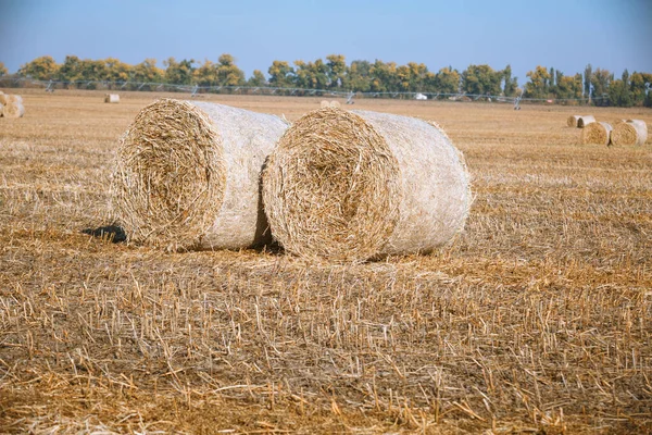 Recolección Fianzas Heno Maravilloso Paisaje Campo Agricultores Otoño Con Montones — Foto de Stock