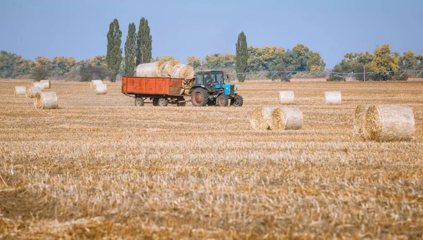 곡식을 황금빛으로 밀밭에 더미를 아름다운 농부들 밭에서 추수를 스톡 사진