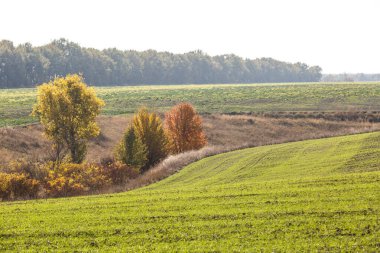 Yeşil alan manzarası. Sonsuz bir tarlada filizlenen buğday filizleri pürüzsüz, açık yeşil sıralar halinde yakın planda..