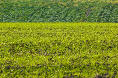 Sonsuz bir tarlada filizlenen buğday filizleri pürüzsüz, açık yeşil sıralar halinde yakın planda..