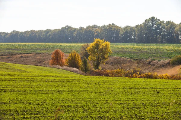 Zielone Pole Krajobraz Kawałki Pszenicy Ozimej Kiełkowane Niekończącym Się Polu — Zdjęcie stockowe