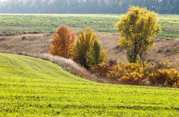 Landschaft Auf Der Grünen Wiese Sprossen Des Winterweizens Sprießen Einem — Stockfoto