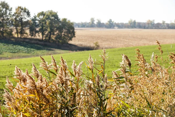 Groen Veld Landschap Spruiten Wintertarwe Ontsproten Een Eindeloos Veld Gladde — Stockfoto