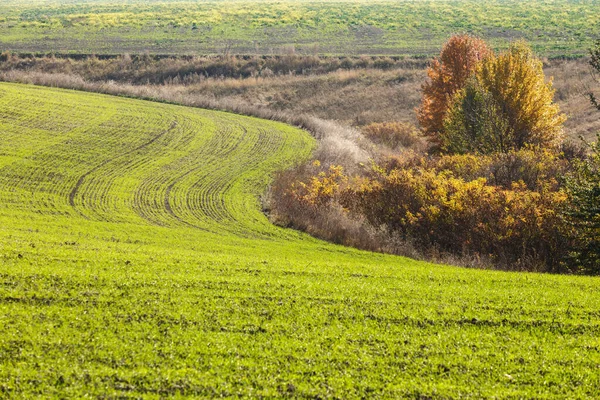 부드러운 녹색줄을 클로즈업에 끝없는 밭에서 겨울밀 — 스톡 사진