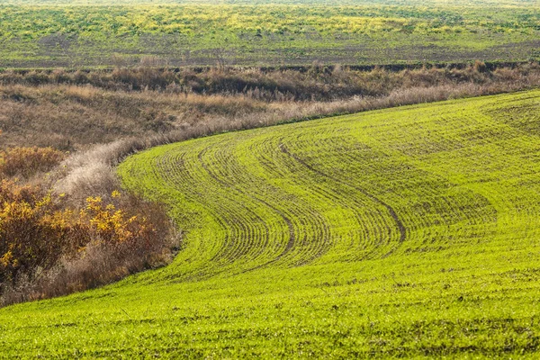 Landschaft Auf Der Grünen Wiese Sprossen Des Winterweizens Sprießen Einem — Stockfoto