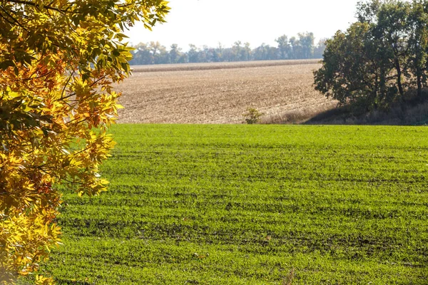 Yeşil Alan Manzarası Sonsuz Bir Tarlada Filizlenen Buğday Filizleri Pürüzsüz — Stok fotoğraf