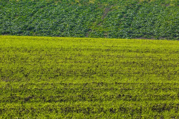 Spruiten Wintertarwe Ontsproten Een Eindeloos Veld Gladde Lichtgroene Rijen Close — Stockfoto