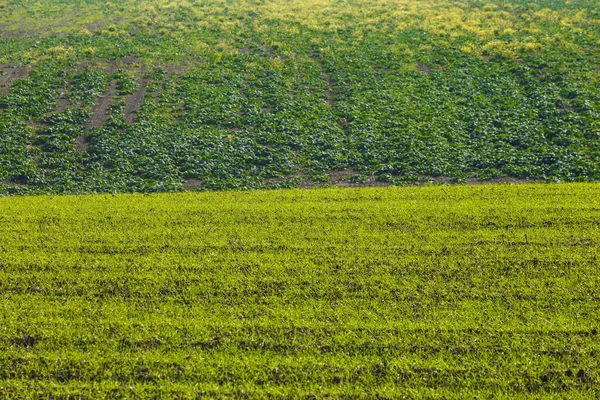 Spruiten Wintertarwe Ontsproten Een Eindeloos Veld Gladde Lichtgroene Rijen Close — Stockfoto