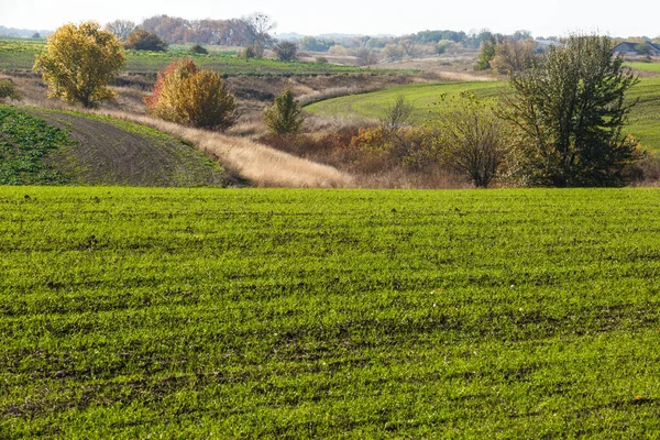 Zielone Pole Krajobraz Kawałki Pszenicy Ozimej Kiełkowane Niekończącym Się Polu — Zdjęcie stockowe