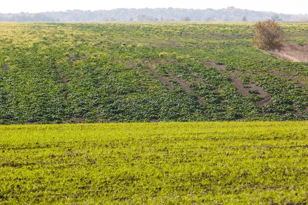 Sprossen Des Winterweizens Sprießen Einem Endlosen Feld Glatten Hellgrünen Reihen — Stockfoto