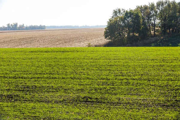 Spruiten Wintertarwe Ontsproten Een Eindeloos Veld Gladde Lichtgroene Rijen Close — Stockfoto