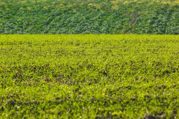 Spruiten Wintertarwe Ontsproten Een Eindeloos Veld Gladde Lichtgroene Rijen Close — Stockfoto