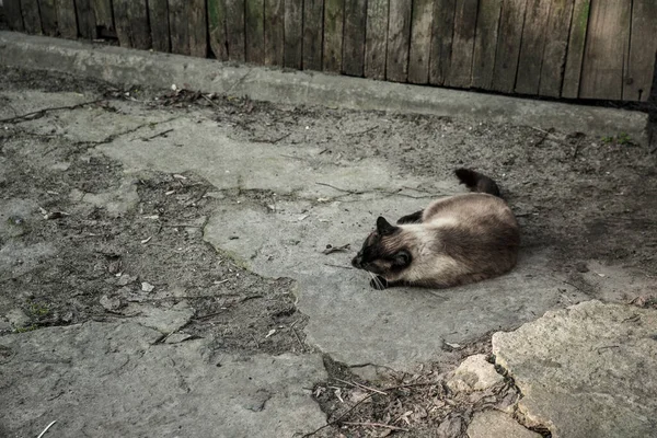 Gato Siamés Calle Pueblo Viejo Vagabundo — Foto de Stock