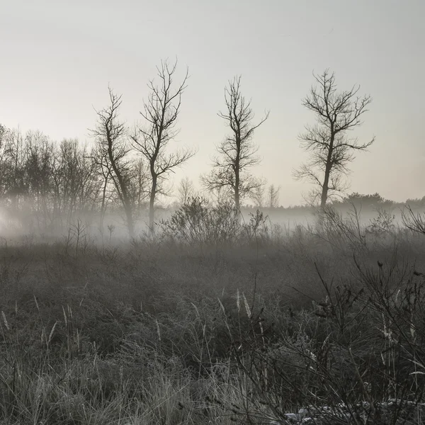 Brouillard matinal — Photo