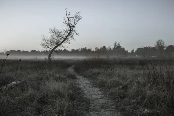 Ranní mlha — Stock fotografie