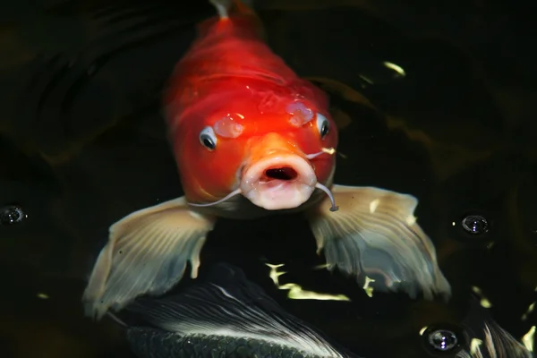 Koi karp — Stockfoto