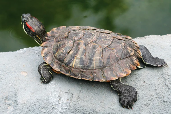 Slider de orelhas vermelhas, Trachemys scripta elegans — Fotografia de Stock