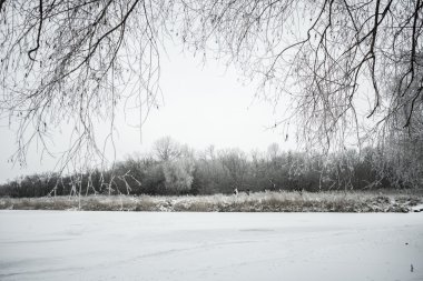 Kar ve ağaçlarla kaplı kış manzarası