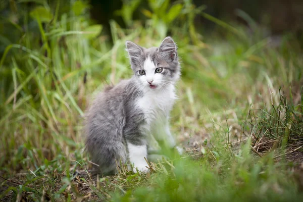 Uteliggare katt — Stockfoto