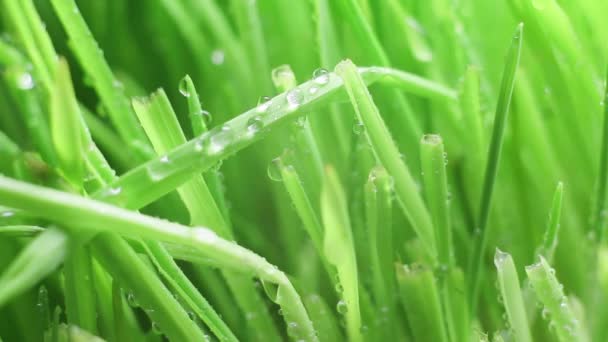 Gotas de lluvia sobre hojas de hierba — Vídeo de stock