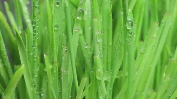 Gotas de lluvia sobre hojas de hierba — Vídeos de Stock