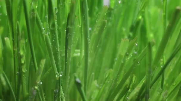 Gotas de lluvia sobre hojas de hierba — Vídeos de Stock