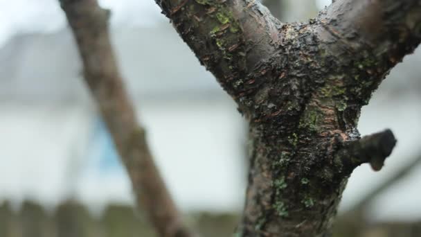 Images d'un gros plan sur une branche sous la pluie par vents violents . — Video