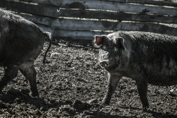 Cerdo sucio — Foto de Stock