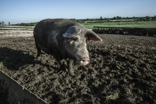 Cerdo hocico de cerca — Foto de Stock