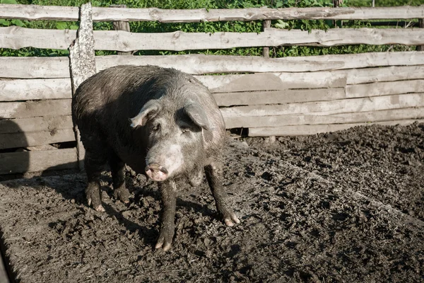 Brudna świnia na farmie na zewnątrz — Zdjęcie stockowe