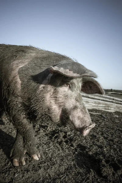 Брудна свиня на фермі на відкритому повітрі — стокове фото