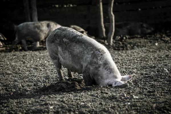 Brudna świnia na farmie na zewnątrz — Zdjęcie stockowe