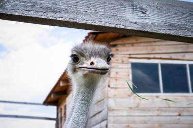 Çiftlikte devekuşu