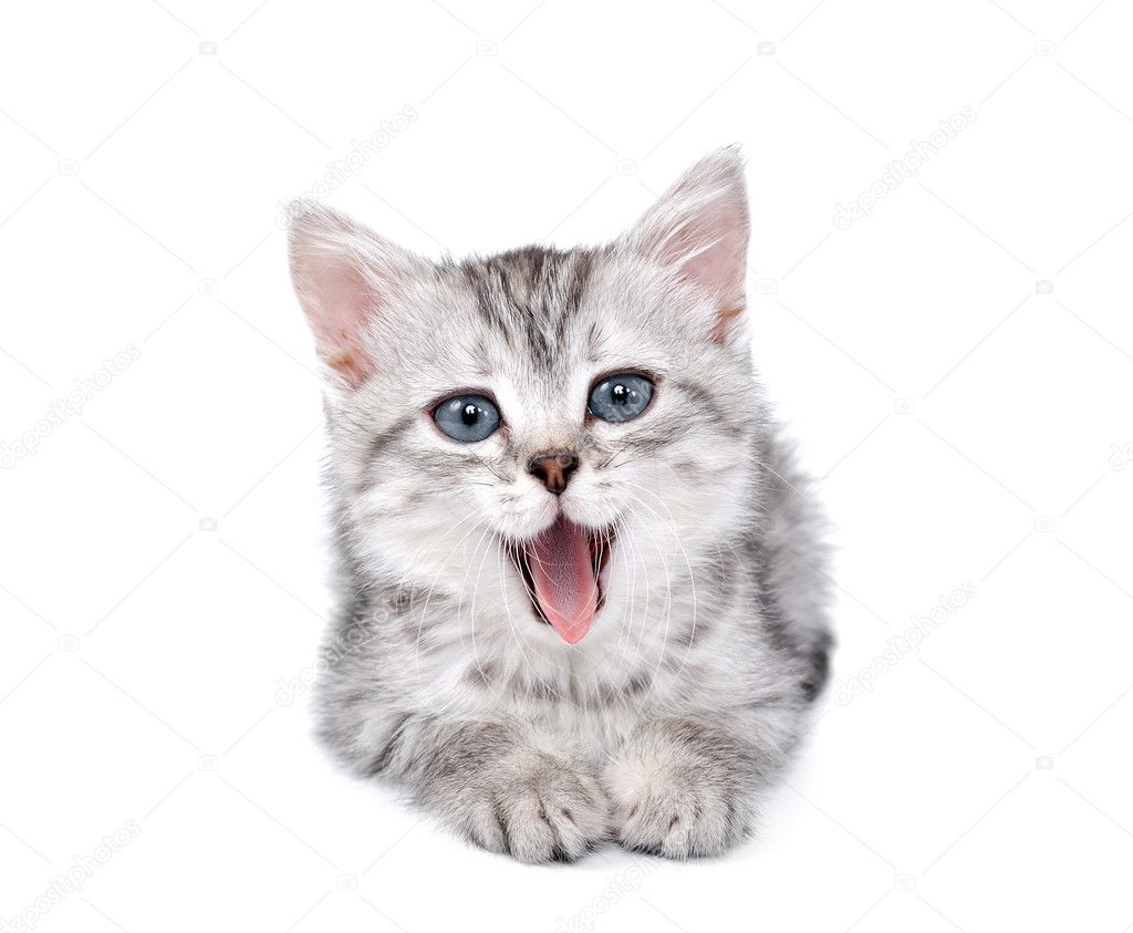 Petit Chaton Gris Isole Sur Blanc Image Libre De Droit Par Mcandy C Petit Chaton Gris Isole Sur Blanc Image Libre De Droit Par Mcandy C
