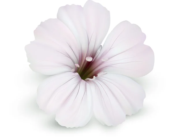 Біла квітка — стоковий вектор