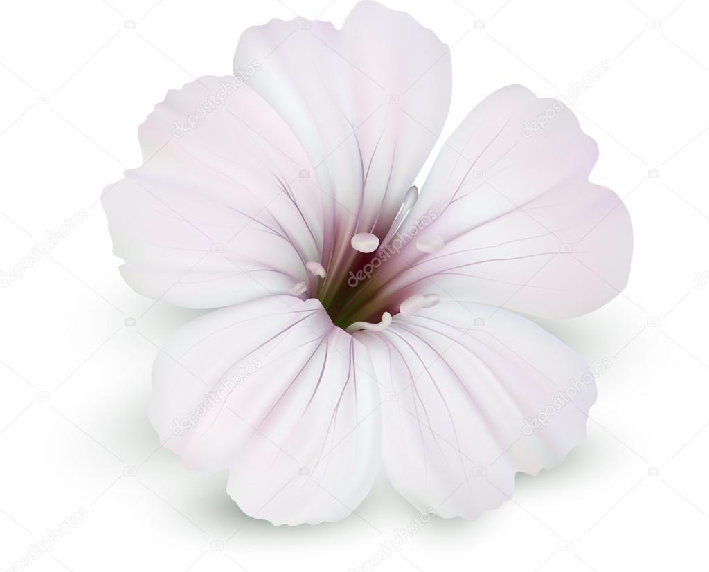 White flower Stock Vector by ©harlowbutler 57096239